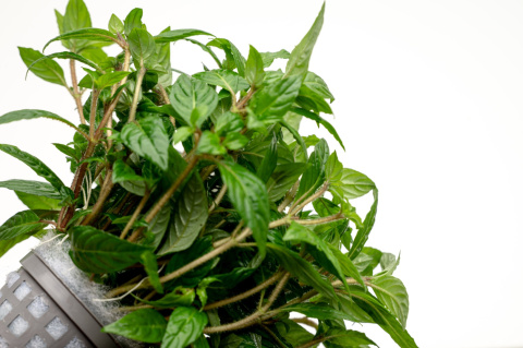 Staurogyne Porto Velho, koszyk XXL – Piękna niska roślina na pierwszy plan