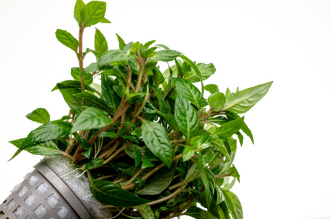 Staurogyne Porto Velho, koszyk XXL – Piękna niska roślina na pierwszy plan