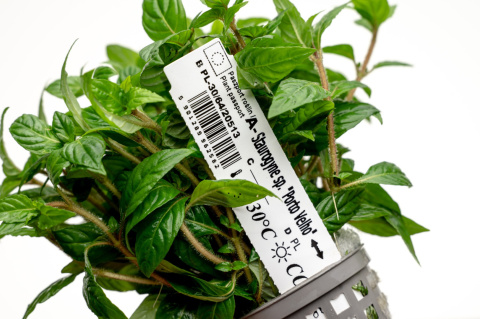 Staurogyne Porto Velho, koszyk XXL – Piękna niska roślina na pierwszy plan