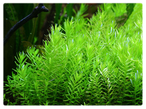 Rotala rotundifolia 'Green', koszyk XXL – roślina łodygowa, soczysta zieleń