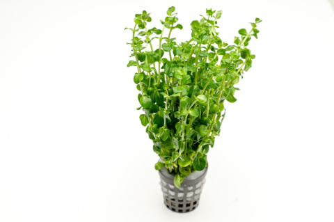 Rotala rotundifolia 'Green', koszyk XXL – roślina łodygowa, soczysta zieleń