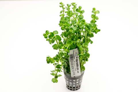 Rotala rotundifolia 'Green', koszyk XXL – roślina łodygowa, soczysta zieleń