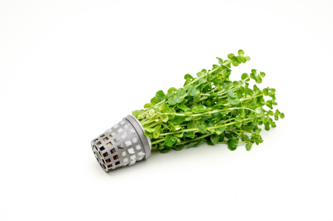 Rotala rotundifolia 'Green', koszyk XXL – roślina łodygowa, soczysta zieleń