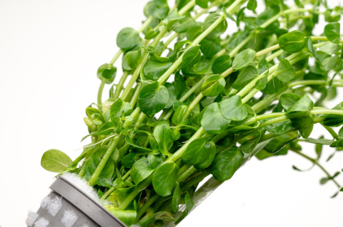 Rotala rotundifolia 'Green', koszyk XXL – roślina łodygowa, soczysta zieleń