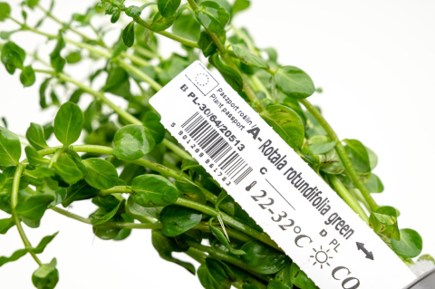 Rotala rotundifolia 'Green', koszyk XXL – roślina łodygowa, soczysta zieleń