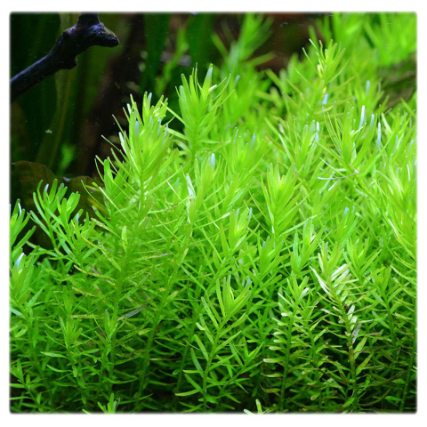 Rotala rotundifolia 'Green', koszyk XXL – roślina łodygowa, soczysta zieleń