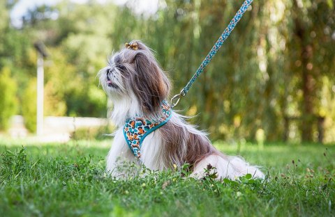 Happet puszorek + smycz „kwiaty” – bezuciskowe szelki dla psa