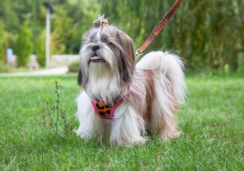 Happet puszorek + smycz „panterka” – bezuciskowe szelki dla psa