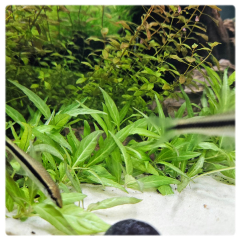 Staurogyne Porto Velho, koszyk XXL – Piękna niska roślina na pierwszy plan