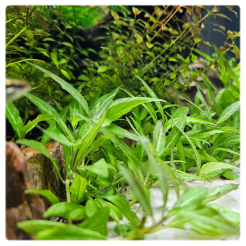 Staurogyne Porto Velho, koszyk XXL – Piękna niska roślina na pierwszy plan