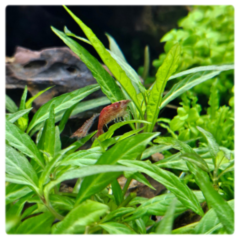 Staurogyne Porto Velho, koszyk XXL – Piękna niska roślina na pierwszy plan