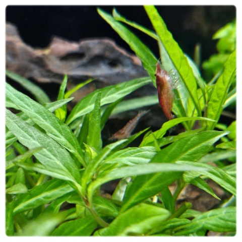 Staurogyne Porto Velho, koszyk XXL – Piękna niska roślina na pierwszy plan