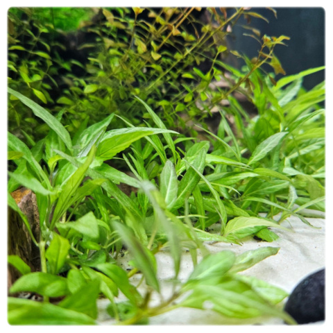 Staurogyne Porto Velho, koszyk XXL – Piękna niska roślina na pierwszy plan