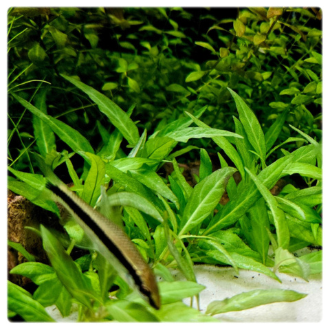 Staurogyne Porto Velho, koszyk XXL – Piękna niska roślina na pierwszy plan