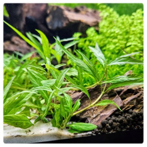 Staurogyne Porto Velho, koszyk XXL – Piękna niska roślina na pierwszy plan