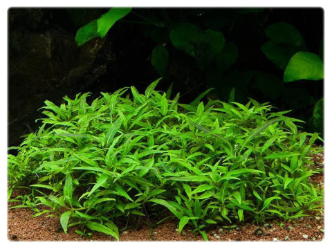 Staurogyne Porto Velho, koszyk XXL – Piękna niska roślina na pierwszy plan