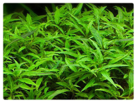 Staurogyne Porto Velho, koszyk XXL – Piękna niska roślina na pierwszy plan