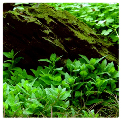 Staurogyne repens, koszyk XXL – niska roślina na pierwszy plan