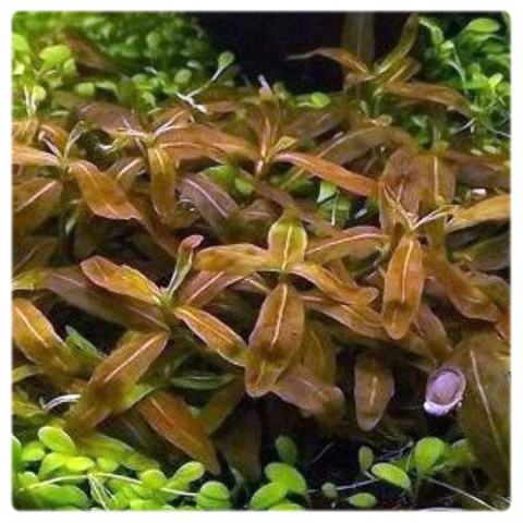 Staurogyne brown, koszyk XXL – niska brązowa roślina na pierwszy plan