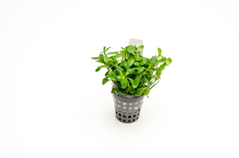 Staurogyne brown, koszyk XXL – niska brązowa roślina na pierwszy plan