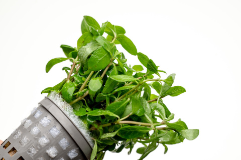 Staurogyne brown, koszyk XXL – niska brązowa roślina na pierwszy plan