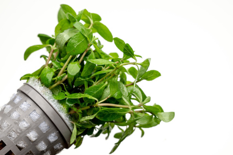 Staurogyne brown, koszyk XXL – niska brązowa roślina na pierwszy plan