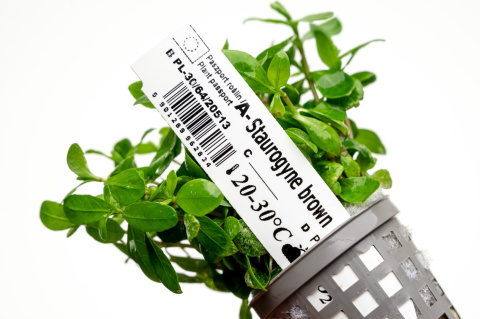 Staurogyne brown, koszyk XXL – niska brązowa roślina na pierwszy plan