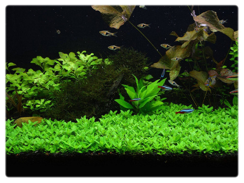 Staurogyne repens, koszyk XXL – niska roślina na pierwszy plan