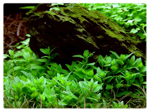 Staurogyne repens, koszyk XXL – niska roślina na pierwszy plan