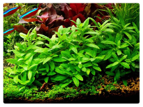 Staurogyne repens, koszyk XXL – niska roślina na pierwszy plan