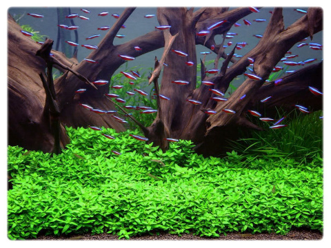 Staurogyne repens, koszyk XXL – niska roślina na pierwszy plan