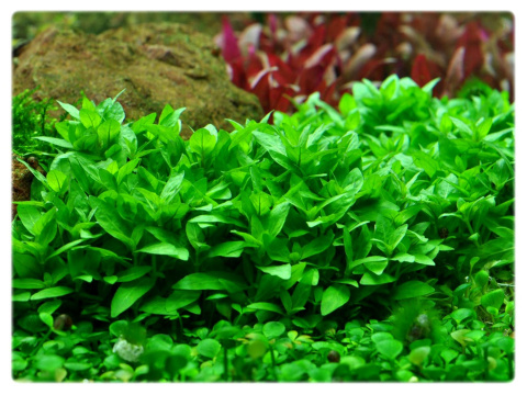 Staurogyne repens, koszyk XXL – niska roślina na pierwszy plan