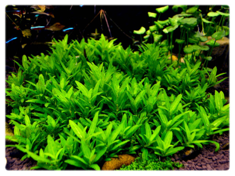 Staurogyne repens, koszyk XXL – niska roślina na pierwszy plan