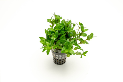 Staurogyne repens, koszyk XXL – niska roślina na pierwszy plan