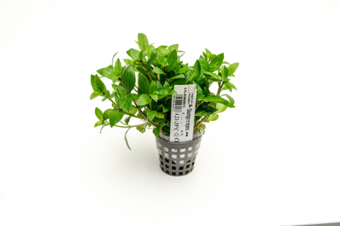 Staurogyne repens, koszyk XXL – niska roślina na pierwszy plan