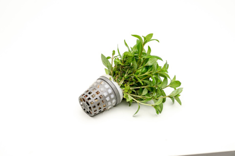 Staurogyne repens, koszyk XXL – niska roślina na pierwszy plan