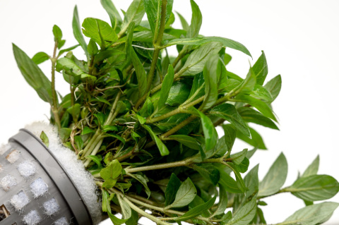 Staurogyne repens, koszyk XXL – niska roślina na pierwszy plan