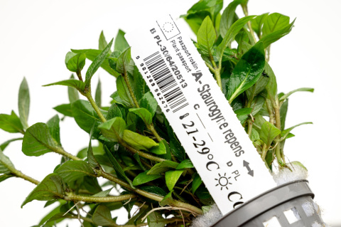 Staurogyne repens, koszyk XXL – niska roślina na pierwszy plan