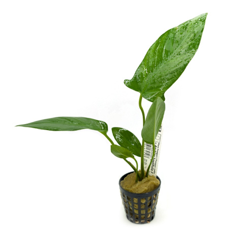 Anubias Hastifolia, koszyk – odporna roślina ze strzałkowatymi liśćmi