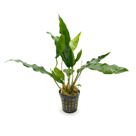 Anubias Congensis Broad Leaf, koszyk – odporna roślina z dużymi liśćmi