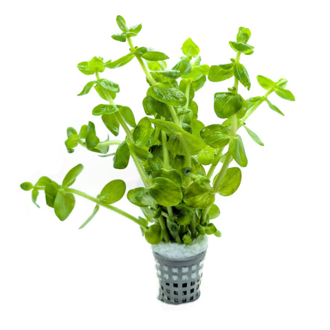 Bacopa lanigera, koszyk XXL – grube liście, środkowy/tylny plan