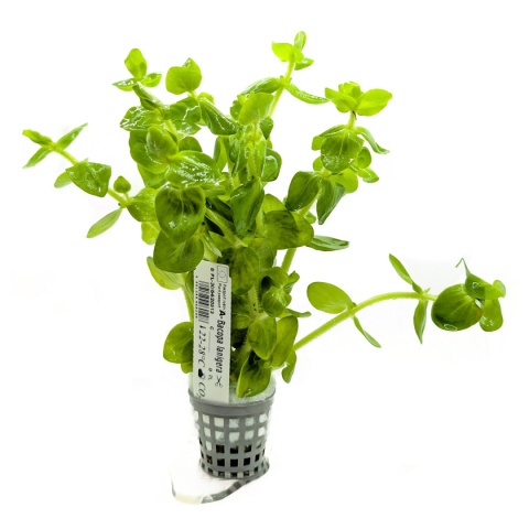 Bacopa lanigera, koszyk XXL – grube liście, środkowy/tylny plan