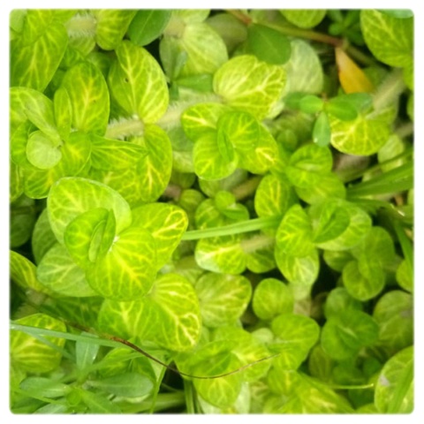 Bacopa lanigera, koszyk XXL – grube liście, środkowy/tylny plan