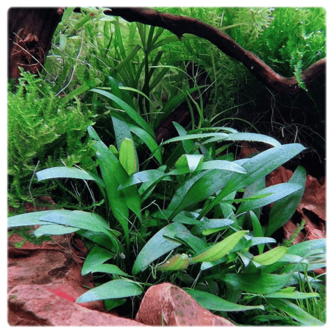 Cryptocoryne pygmaea, koszyk XXL – zwartka karłowata, pierwszy plan