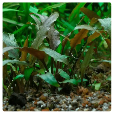 Cryptocoryne pygmaea, koszyk XXL – zwartka karłowata, pierwszy plan