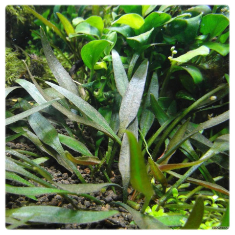 Cryptocoryne pygmaea, koszyk XXL – zwartka karłowata, pierwszy plan