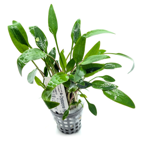 Cryptocoryne pygmaea, koszyk XXL – zwartka karłowata, pierwszy plan