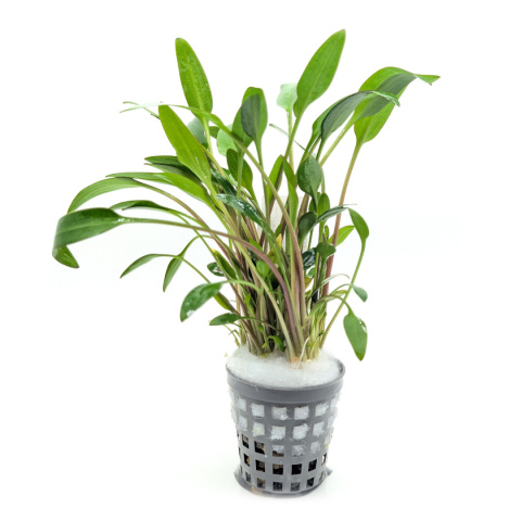 Cryptocoryne pygmaea, koszyk XXL – zwartka karłowata, pierwszy plan