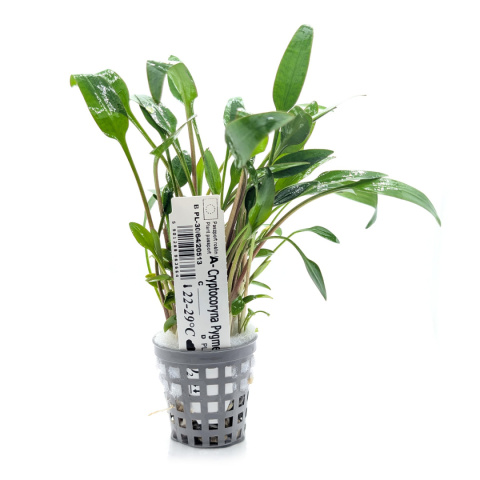 Cryptocoryne pygmaea, koszyk XXL – zwartka karłowata, pierwszy plan