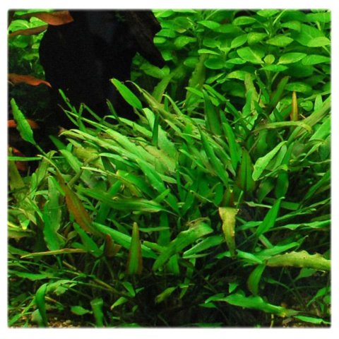 Cryptocoryne nevillii, koszyk XXL – zwartka, pierwszy plan, niska roślina